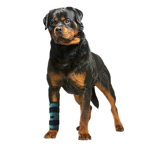 Protetor de Punho Alto com 3 Talas para Cães (Carpo DUO) - PATA LONGA