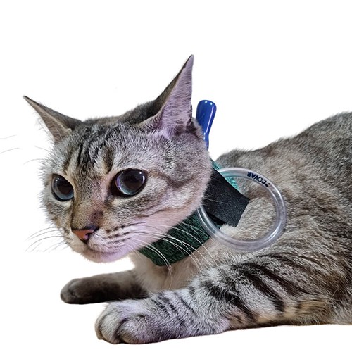 Colar Contenção para Sonda Esofagica Animais