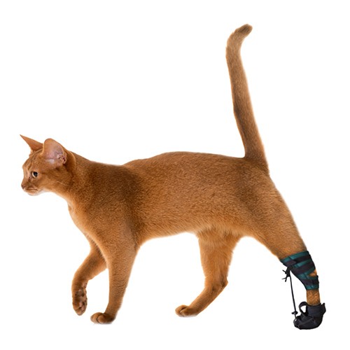 Tornozeleira Reforçada com Talas e Calçado de Tração (Tarso) - PATA CURTA