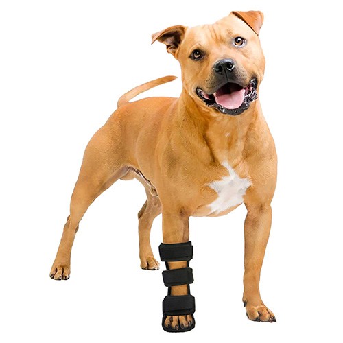 Bota Aberta Tala Veterinária - Pata Dianteira