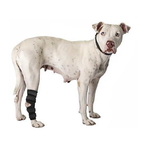 Protetor de Tornozelo Com Uma Tala para Cães e Gatos (Jarrete ou Tarso)