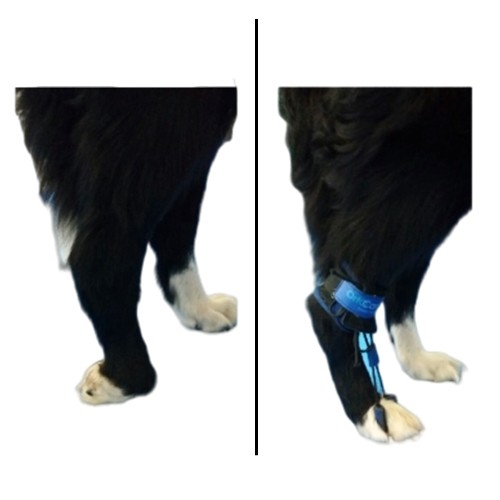 Tornozeleira para Propriocepção para Cães e Gatos